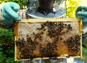 Neues aus dem Bienenstock auf dem Espencampus
